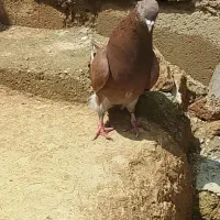 یک عدد کفتر گره بند بند