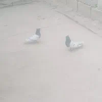 یک جفت کله سیاه کلوهی|پرنده|عنبرآباد, |دیوار