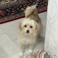 سگ خانگی 6ماهه