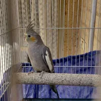 پرنده|پرنده|مشهد, جاهد شهر|دیوار