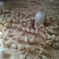 فروش ویژه جوجه بوقلمون 6 روز بیوتی 6 شرکت زرین