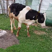 گاوگوساله نر اصیل