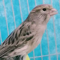 ۲قناری نر پارسالی اوپال نقره ای خانگی