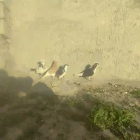 کبوتر|پرنده|دهدشت, |دیوار