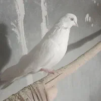 ماده تهرانی