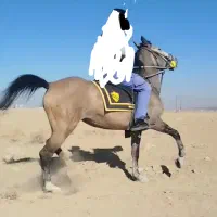 مادیان ۵ساله