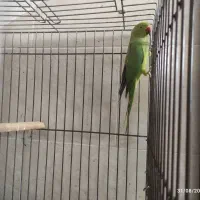 طوطی ملنگو|پرنده|لنگرود, |دیوار