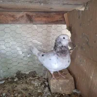کبوتر نر سرور و جوجه طوقی مهر