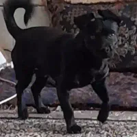 سگ گمشده سگ گمشده.. مژدگانی هم داده میشود