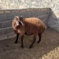 همو و هترو|حیوانات مزرعه|شیروان (خراسان), |دیوار