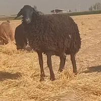 بره ماده|حیوانات مزرعه|جوادآباد, |دیوار