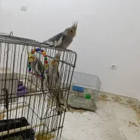 همه عروس ها مولد هستن یکیشون سخنگو هم هستن|پرنده|میانه, |دیوار