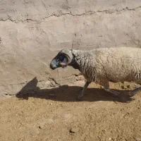 یکرسشیشکقوچعالیبرایداشت|حیوانات مزرعه|جوادآباد, |دیوار