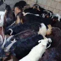بیگ ایلاق،کشتی،داشتی،چاق،بیست پنج راس