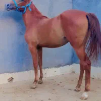 کره مادیان کرد