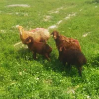 5تا میش و بره