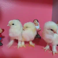 جوجه برهما لایت گرید  A