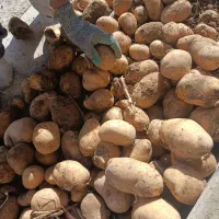 سیب زمینی جلی رانومی مدل 402