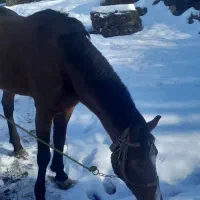 اسب فروشی باری سواری