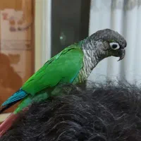 طوطی گیرینچیک|پرنده|ملارد, |دیوار