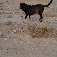 سگ ماده سرابی|سگ|باسمنج, |دیوار