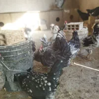 تخم مرغ نطفه دار گلین طوسی چهل تاج فول ریشی|حیوانات مزرعه|اصفهان, کارلادان|دیوار