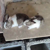 سه عدد بچه خرگوش خشگل  سالم سرحال