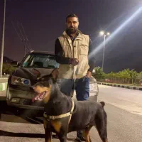 دوبرمن نر نسل کشی|سگ|مشهد, کارمندان دوم|دیوار