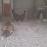 مرغ لاری|حیوانات مزرعه|قزوین, |دیوار