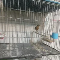 تعدادقنار نر سوختی|پرنده|ابریشم, |دیوار