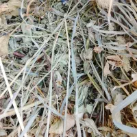 علوفه یونجه و باغ|خدمات باغبانی و درختکاری|مشگین شهر, |دیوار