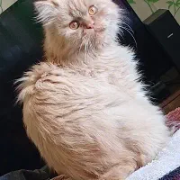 گربه پرشین نر واگذاری