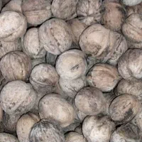 گردوی امسالی تویسرکان