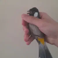 سهره قناری آوازخوان اهوازی