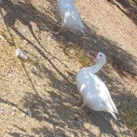 دوتا غاز جوان به همراه مرغ جوان
