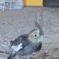 عروس هلندی سخنگو