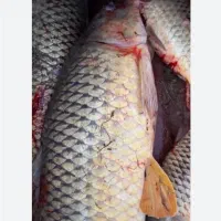 ماهیگیری با طعمه پاشی در دریا|ماهیگیری|فرح آباد, |دیوار