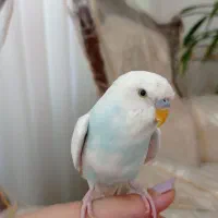 مرغ عشق ۵۰۰