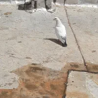 کبوتر|پرنده|چادگان, |دیوار