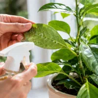 گیاه پزشکی، ویزیت و درمان رایگان در شیراز