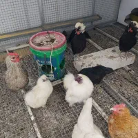 تخم مرغ نطفه دار لهستانی و ابریشمی وجوجه