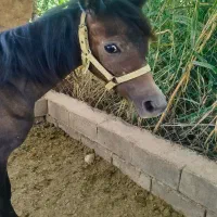 اسب نریون یسر وارداتی