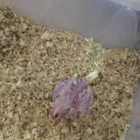 عروس هلندی سرلاکی|پرنده|میانه, |دیوار