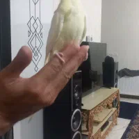 عروس هلندی زیبا وجوان وخونگرم قشنگ|پرنده|زنجان, |دیوار