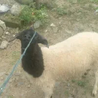 گوسفند نر