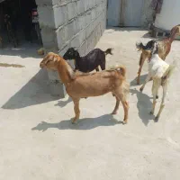 بز کهره نر سر حالی