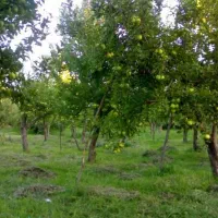 زمین ۳۰۰۰متری استثنایی در بهترین لوکیشن شهمیرزاد