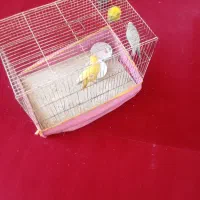 مرغ عشق و طوطی