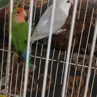 طوطی برزیلی