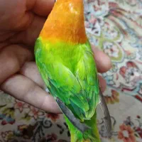 طوطی برزیلی نر|پرنده|ری, دولت‌آباد|دیوار